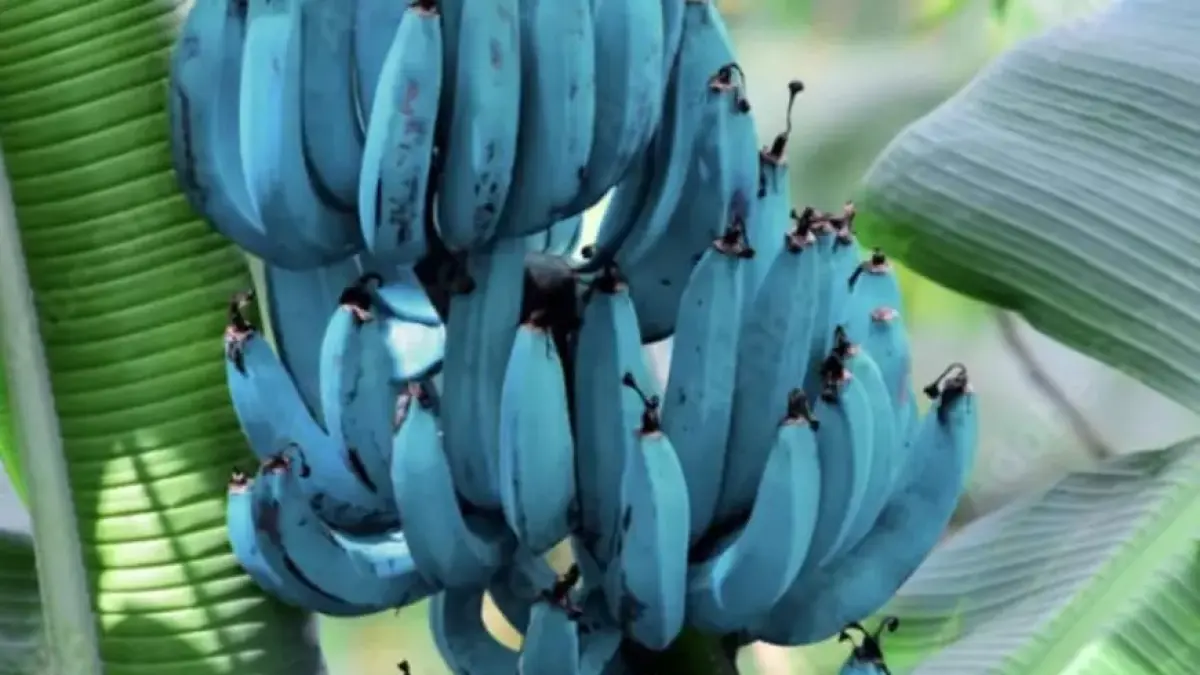 Blue Java, Pisang Berkulit Biru 
