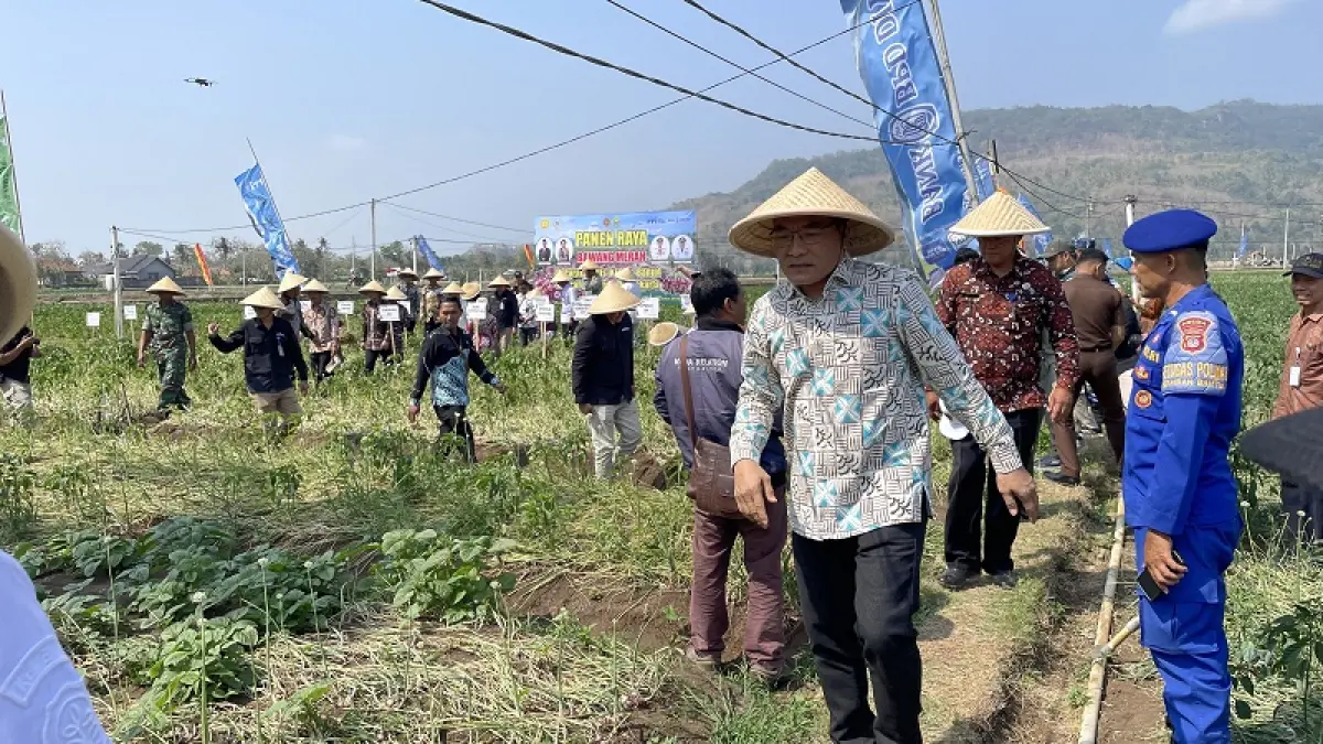 Bupati Bantul Abdul Halim Muslih saat menghadiri panen raya di Bulak Bungkus, Parangtritis, Ketek Bantul, Kamis (20/8/2026). Aris Romadhon/Radar Jogja