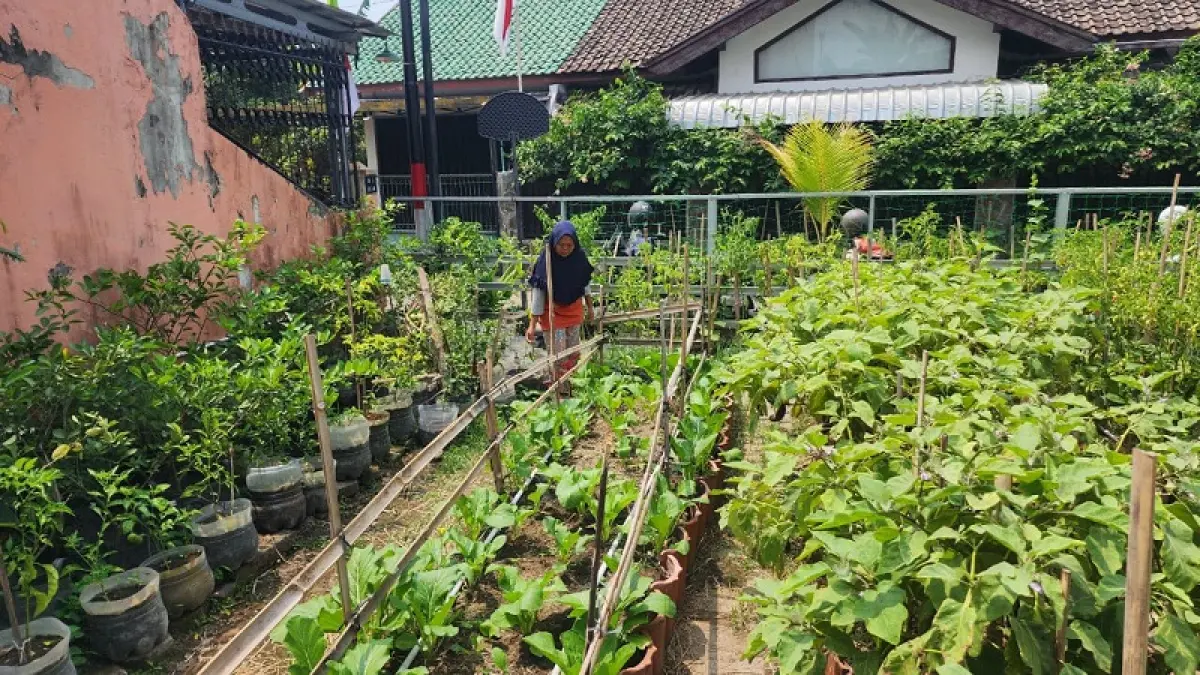HIJAU: Suasana lahan pertanian yang dikelola KWT Karya Manunggal Kampung Wirosaban, Umbulharjo, Jogja, Kamis (20/8/2026).&nbsp;IWAN NURWANTO/RADAR JOGJA