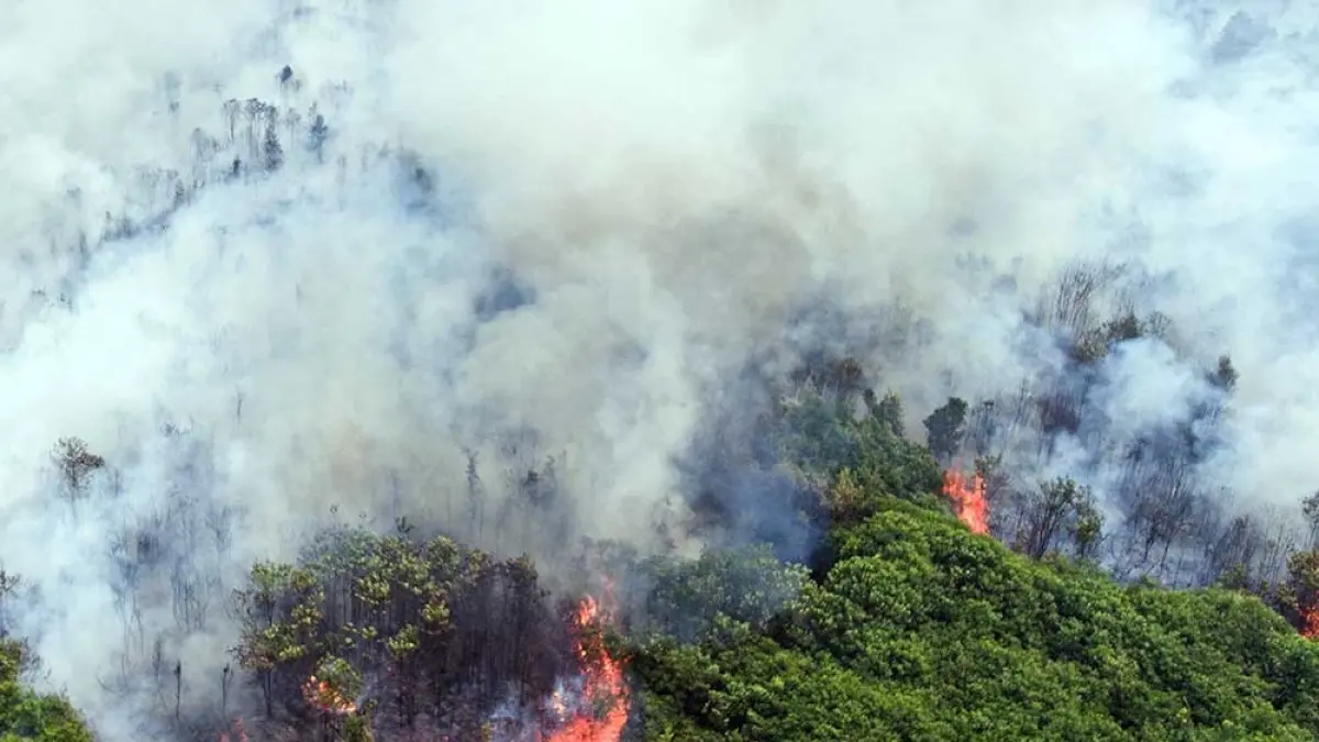 Kebakaran hutan terjadi di Kalimantan. 