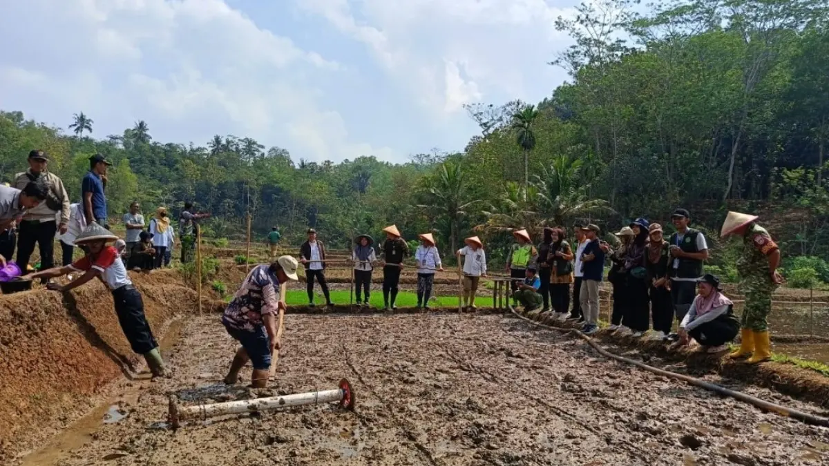 gerakan tanam bersama yang dilaksanakan di Desa Karanggintung, Kecamatan Gandrungmangu pada Jumat (21/8/2026).