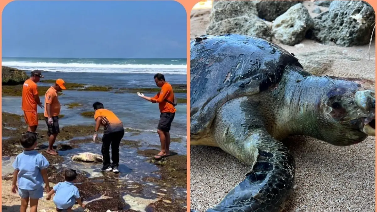 PENYU MATI: Bangkai penyu ditemukan mengapung di perairan Pantai Nglolang, Kemadang, Tanjungsari, Minggu (23/8/2026).(Dok. Satlinmas Rescue Istimewa)
