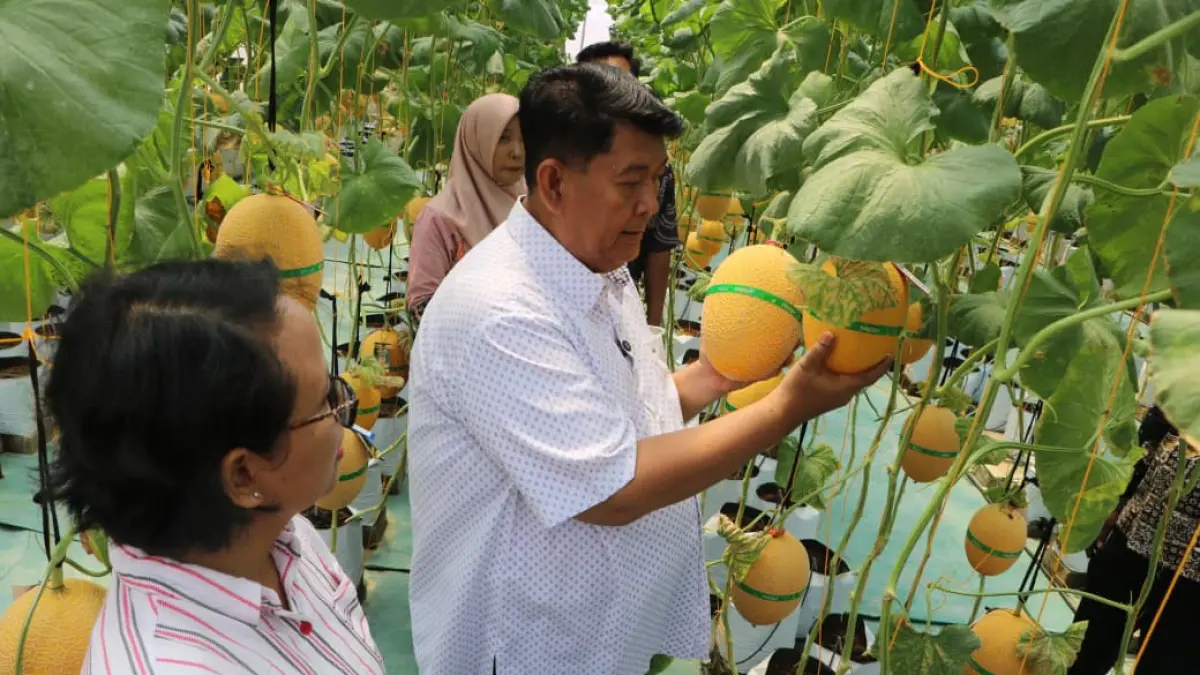 UNGGUL: Bupati Kulon Progo panen melon premium di Lumbung Mataraman Giripeni - Dokumentasi Pemkab Kulon Progo