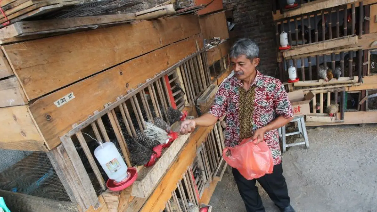 HARUS SESUAI FAKTA: Warga memberi pakan ternak ayam di lingkungan rumahnya di Kampung Gemblakan, Suryatmajan, Kota Jogja Senin (24/8). Dinsosnakertrans) Kota Jogja masih menunggu data pasti perubahan desil dari pemerintah pusat untuk menangani warga yang secara kondisi riil masih layak menerima bantuan sosial. (GUNTUR AGA TIRTANA/RADAR JOGJA)

