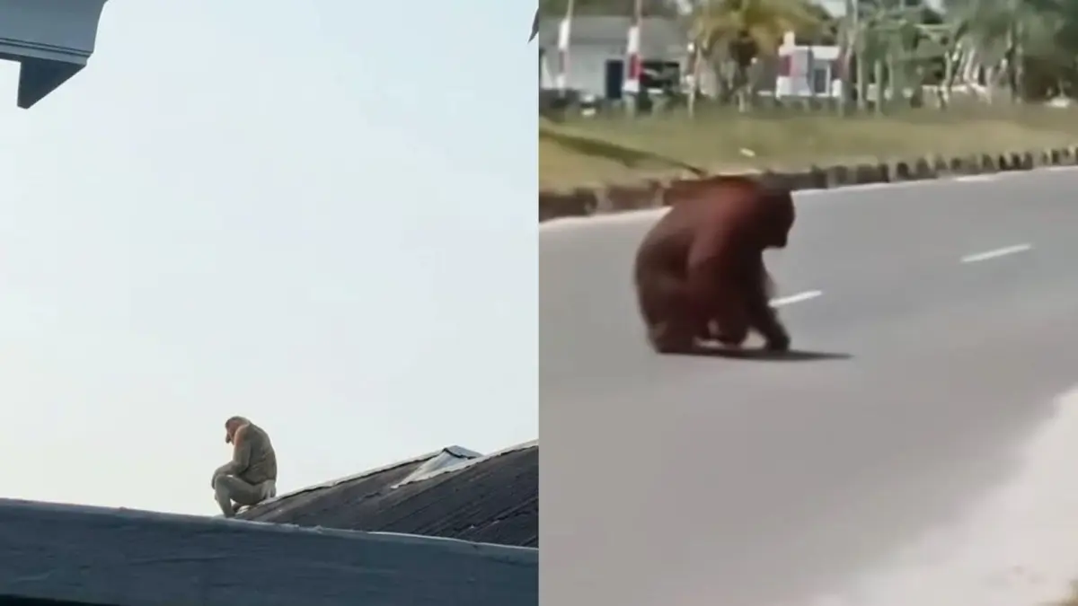 Orangutan berkeliaran di Kalimantan dampak hutan terbakar. (Kolase X @piala_talk dan @Big_Kandle)