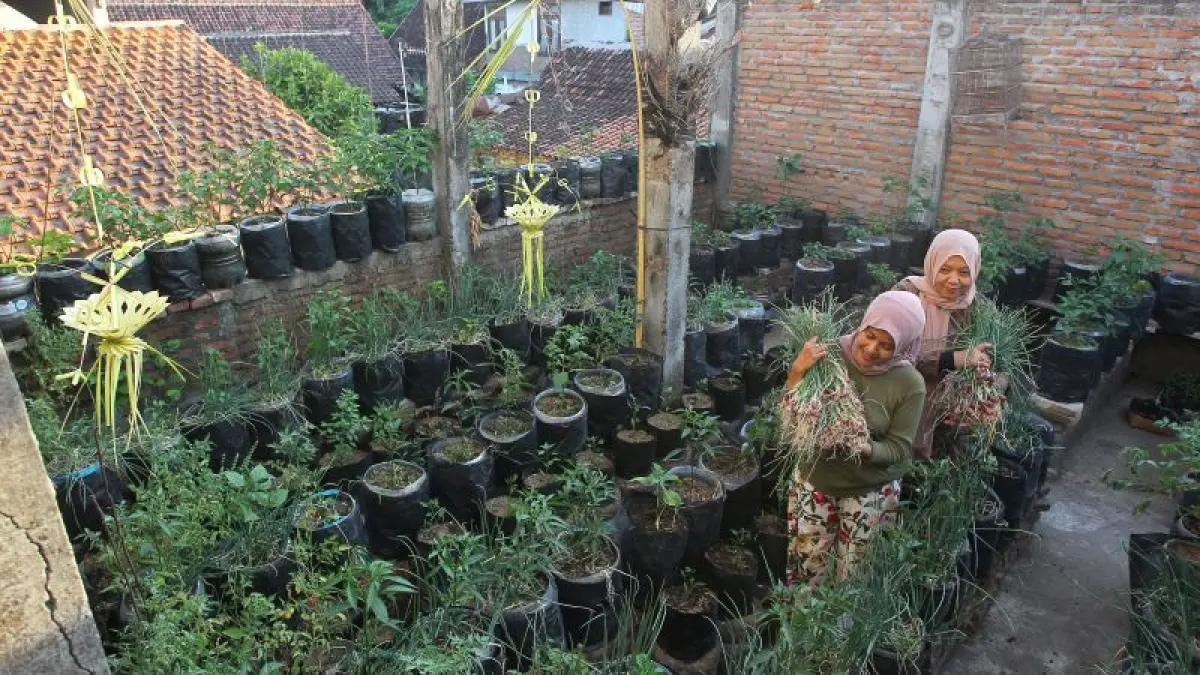 MANFAATKAN LAHAN: Warga membawa bawang merah hasil panen di lahan perkotaan Kampung Gemblakan Atas, Suryatmajan, Danurejan Selasa (25/8). Pemanfaatan lahan sempit untuk budi daya bawang merah menjadi upaya mendukung ketahanan pangan sekaligus menciptakan lingkungan hijau dan produktif.&nbsp;(GUNTUR AGA TIRTANA/RADAR JOGJA)