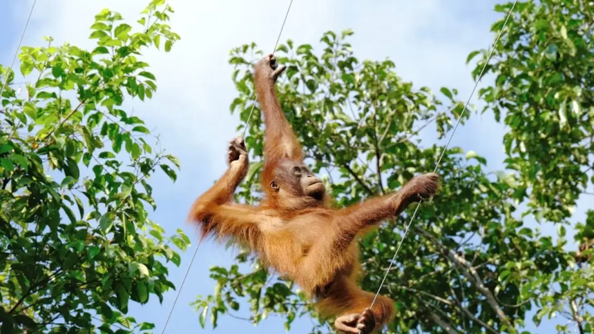 Orangutan di Tanjung Puting National Park, Kalimantan Tengah. (Unsplash)