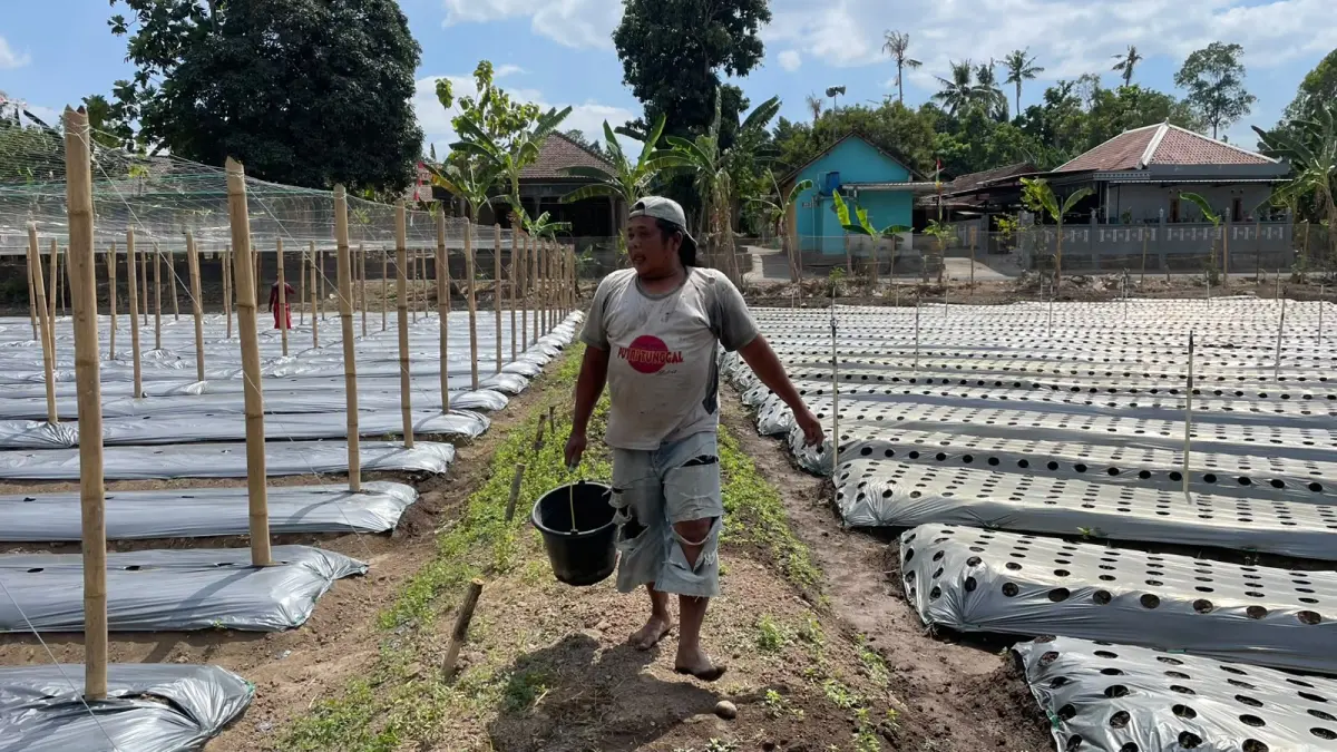 Petani sedang mengolah lahan pertanian terpadu Banyu Kencono di Kalurahan Pleret - Aris Romadhon/Radar Jogja
