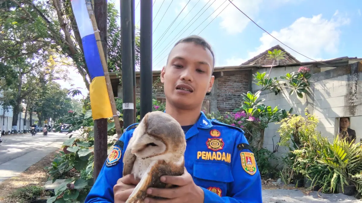 Petugas damkar berhasil menyelamatkan seekor burung hantu yang terjerat benang layang-layang, Selasa (25/8).