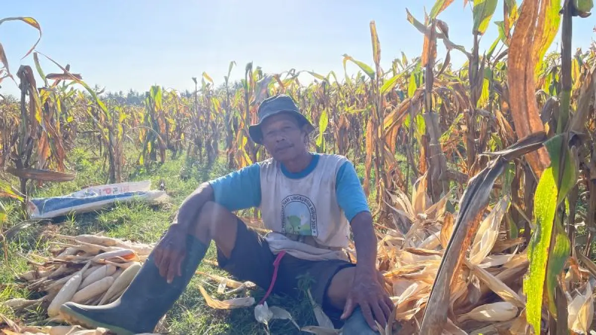 Seorang petani jagung, sedang memanen hasil tanamannya di Tajeman, Bantul. (Aris Romadhon/Radar Jogja)
