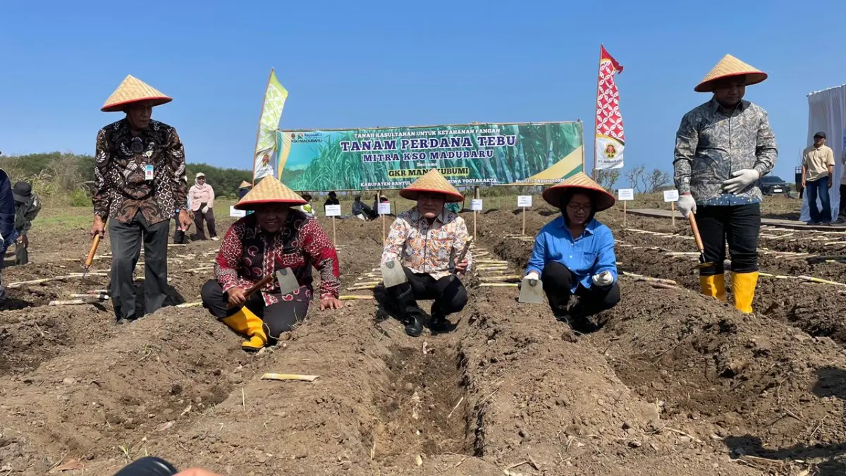 GKR Mangkubumi bersama Bupati Bantul Abdul Halim Muslih melakukan prosesi tanam tebu di Kebun Depok, Parangtritis, Kretek, Bantul, Kamis (27/8/2026) -  Aris Romadhon/Radar Jogja