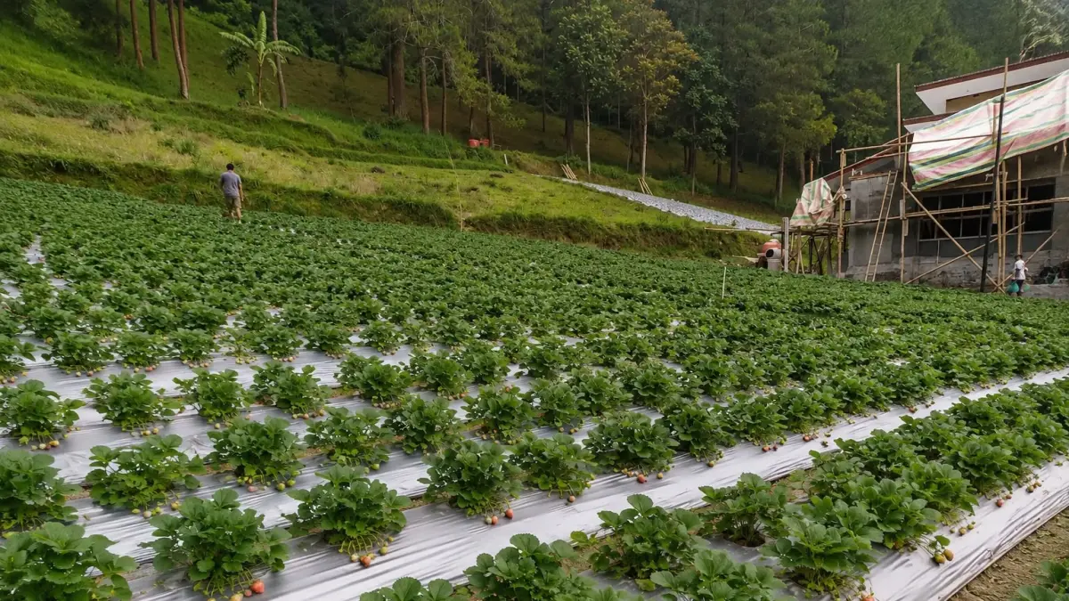 Menikmati Kesegaran dan Pesona Kebun Strawberry Tawangmangu