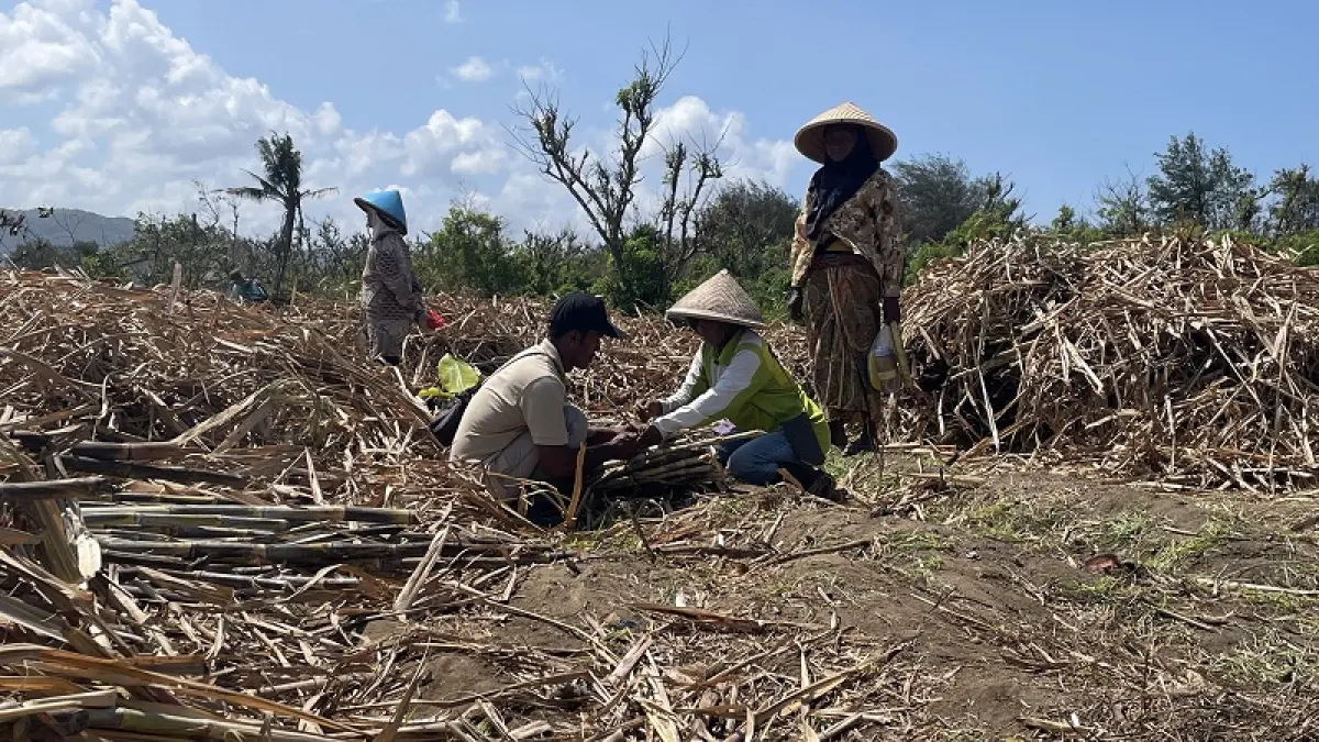 Sejumlah petani membersihkan sisa-sisa hasil panen tebu di kawasan Kebun Depok. Aris&nbsp;Romadhon/Radar Jogja