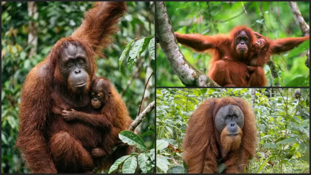 Tiga spesies Orangutan asal Indonesia. (Pinterest)
