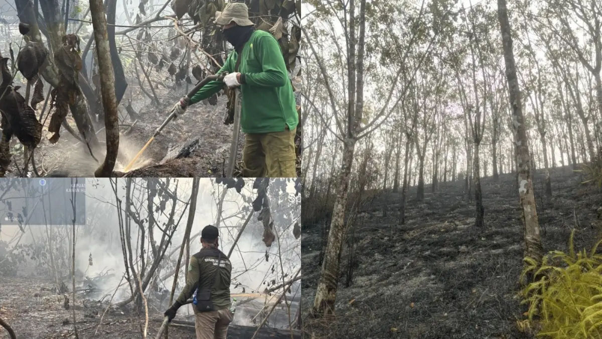Api di Bukit Luit, Sintang Berkobar, Warga dan Personel TNI dan Polri Berupaya Memadamkan&nbsp;