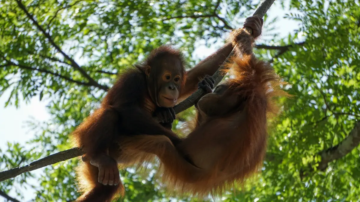 Dua anak orangutan bergelantungan di dahan pohon. (Sumber: unsplash.com)