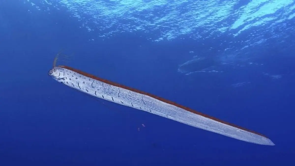 Ikan Oarfish hidup di kedalaman 200-1.000 meter di bawah permukaan laut. (Sumber: pinterest)