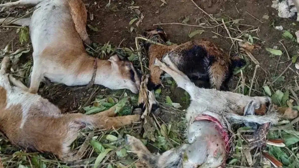 MATI: Tujuh ekor kambing milik warga ditemukan mati di dalam kandang di kawasan Alas Dawut, Tepus, diduga diserang hewan liar, Rabu (2/9/2026). (Dok. Polsek Tepus)