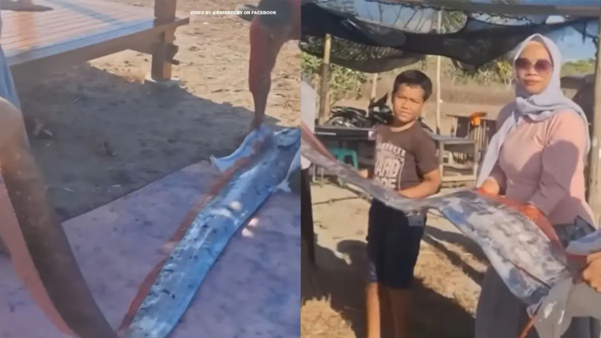 Seekor oarfish sepanjang 4 meter ditemukan dalam kondisi mati di Pantai Pink, Lombok Timur, NTB pada 25 Agustus 2026. (Sumber: Baiqkolby/Facebook)