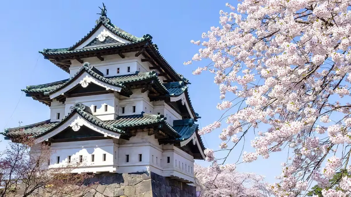 1.800 Orang Tarik Menara Kastil Hirosaki Seberat 400 Ton di Jepang
