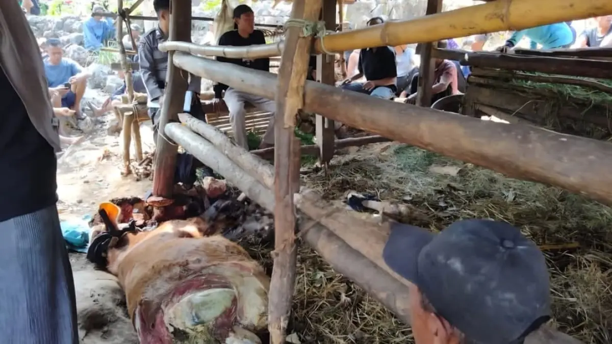 Sapi warga Wintaos ditemukan mati misterius di ladang, Jumat (4/9/2026). (Dok Polsek Panggang)