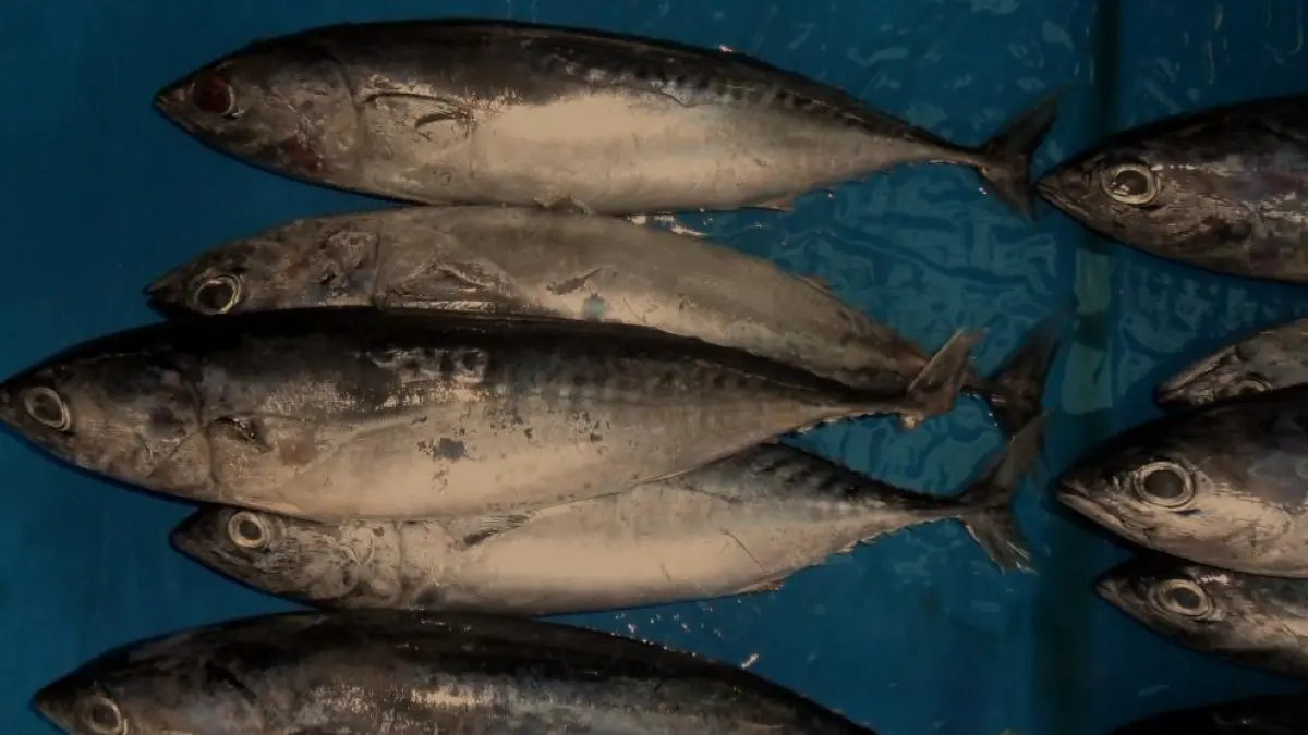 Dari Laut ke Meja Makan, Kisah Ikan Lisong yang Jarang Diketahui Orang. 