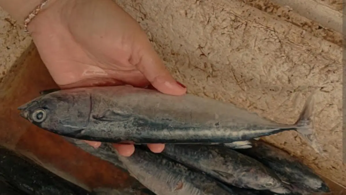 Mengenal Ikan Tongkol Lisong, Fakta Nutrisi dan Ancaman Kepunahannya. 