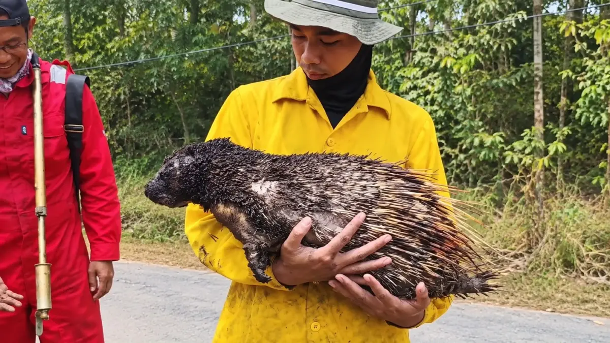 Miris! Landak Hutan Ditemukan Mati Terperangkap Dampak Karhutla di Kalimantan