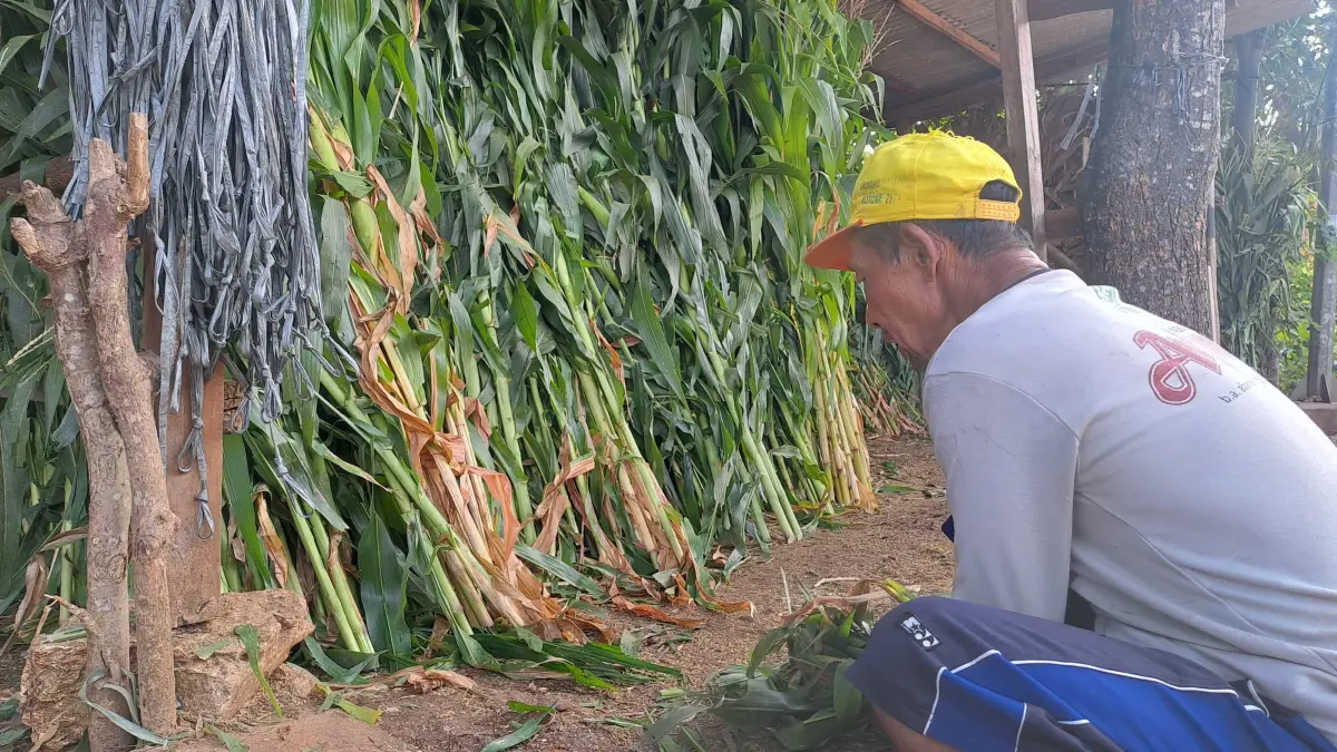 Peternak membawa rumput yang dibeli untuk pakan sapi di tengah sulitnya mencari pakan saat kemarau.