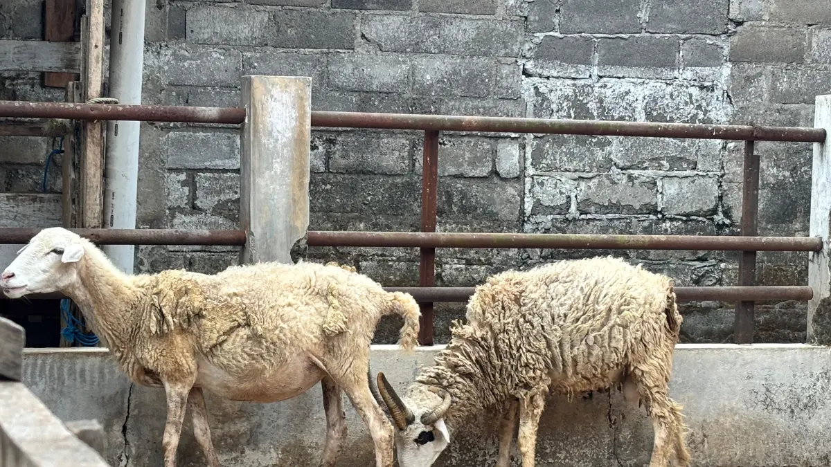 Domba di Tidar Krajan Farm Kota Magelang memiliki lima tanduk.