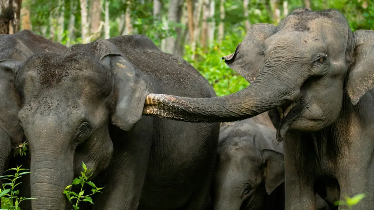 Kawanan gajah sedang mencari makan di dalam hutan. (Sumber: Unplash)