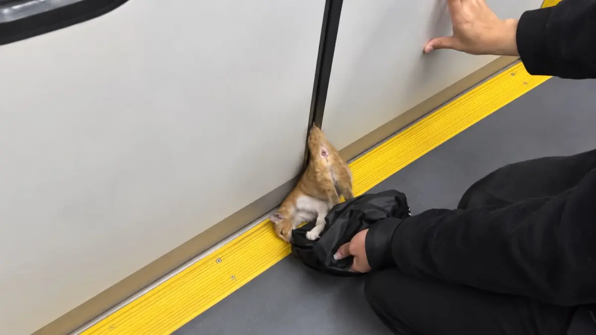 Ekor Terjepit Pintu KRL dari Stasiun Kramat, Kucing Oren Akhirnya Selamat di Pondok Jati