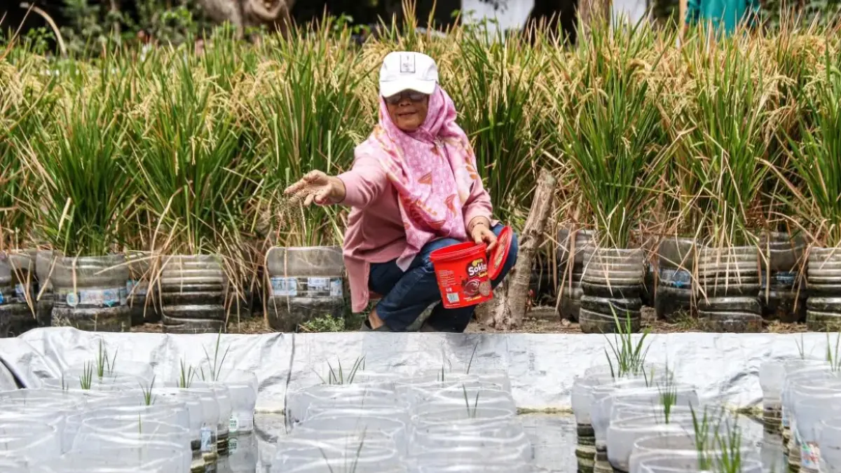 Petani di Wirobrajan memanfaatkan galon bekas sebagai media menanam padi (Dok. ANTARA)