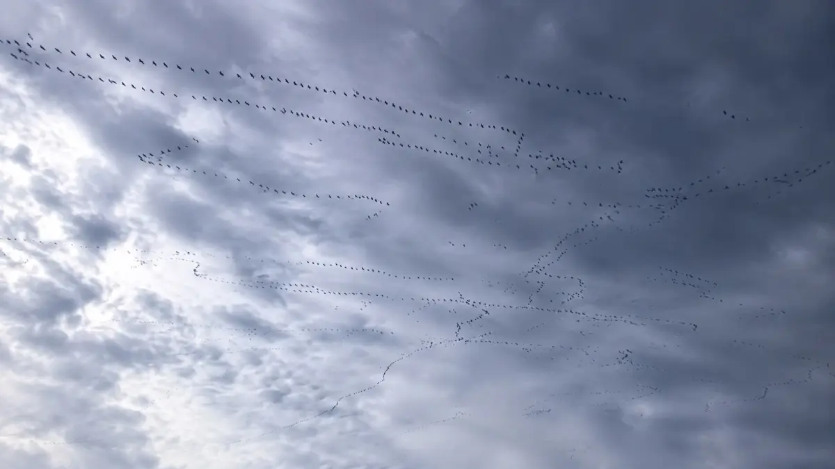 Ribuan Burung Terbang Bersamaan, Fenomena Langit Ini Jadi Perhatian. (x.com)