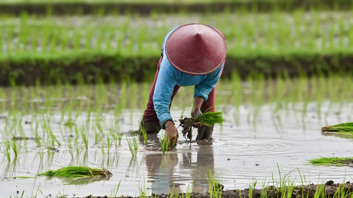 Petani sebagai bagian dari masyarakat yang dilindungi melalui RUU Reforma Agraria. (Sumber: Pexels)