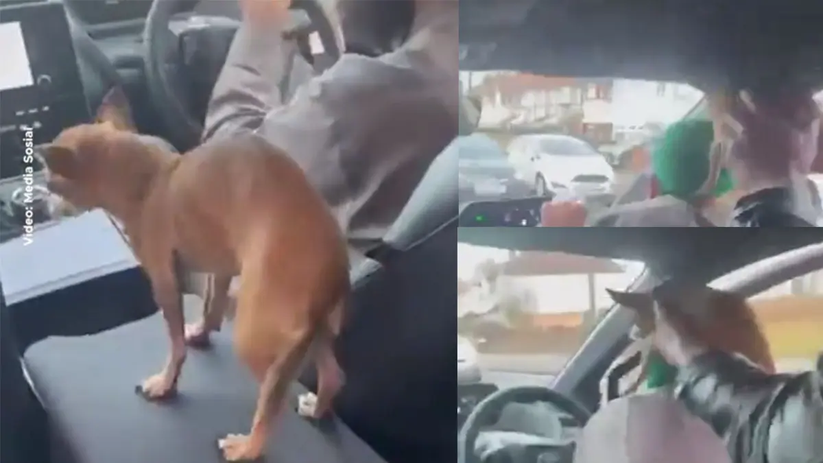 Aksi tak pantas dilakukan penumpang taksi online di Ingris yang mendekatkan anjing peliharaannya kepada sang sopir saat mengemudi. (TIKTOK/VIRAL)