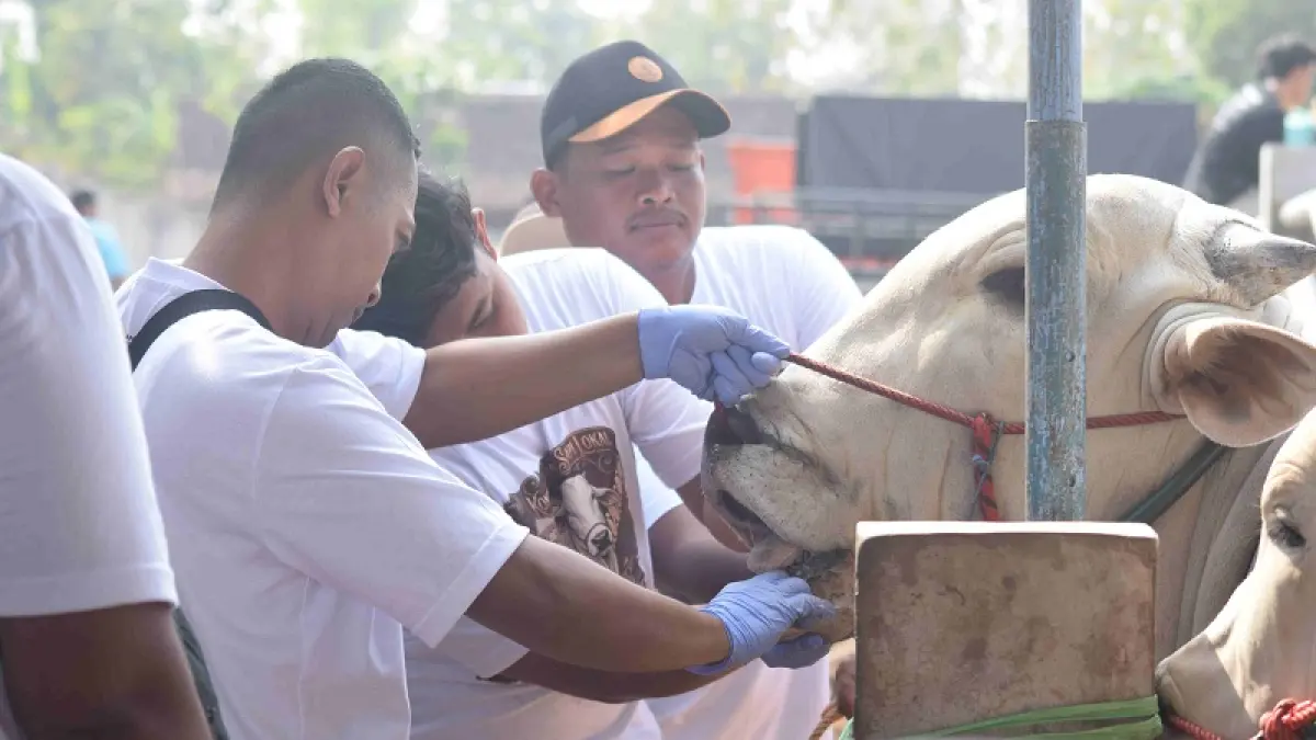 ADAPTIF: Sapi PO peserta Kontes Ternak Sapi Lokal Piala Keistimewaan 2026 di Pasar Hewan Siyonoharjo, Wonosari, Sabtu (12/9/2026). (Dok. Pemkab Gunungkidul)