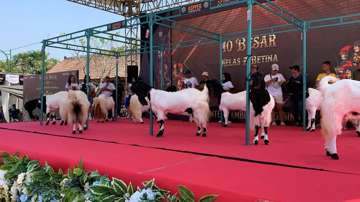 BERJEJER: Kambing berukuran jumbo naik ke atas panggung untuk kontes kambing piala raja.&nbsp;ANOM BAGASKORO/RADAR JOGJA