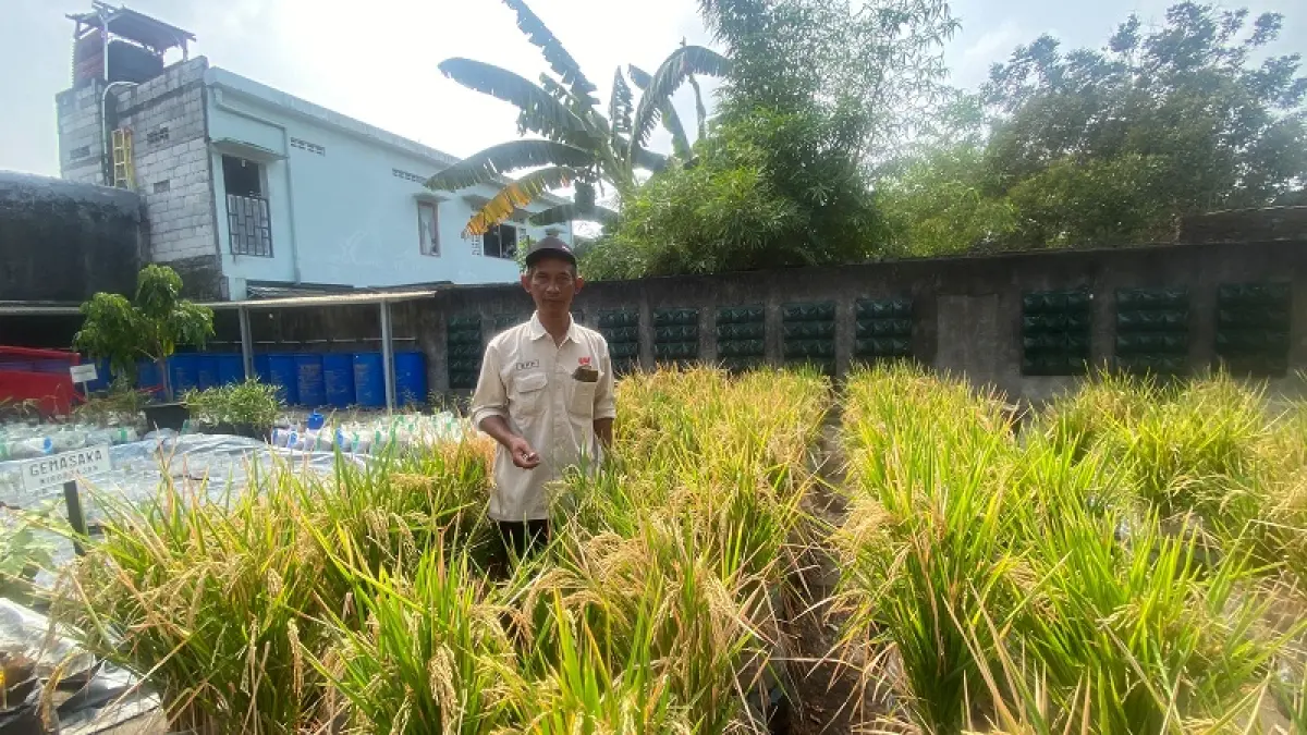 Sagio sedang mengecek tanaman padi yang yang berada di perkebunan Kelompok Tani Swakaton Asri. Cintia Yuliani/Radar Jogja