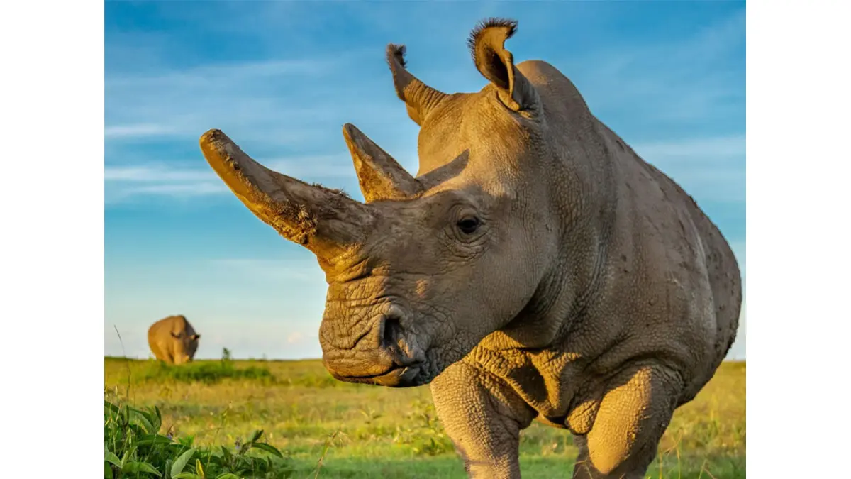 Dua Badak Putih Utara ( Ceratotherium simum cottoni ) yang tersisa. (Sumber: olpejetaconservancy.org)