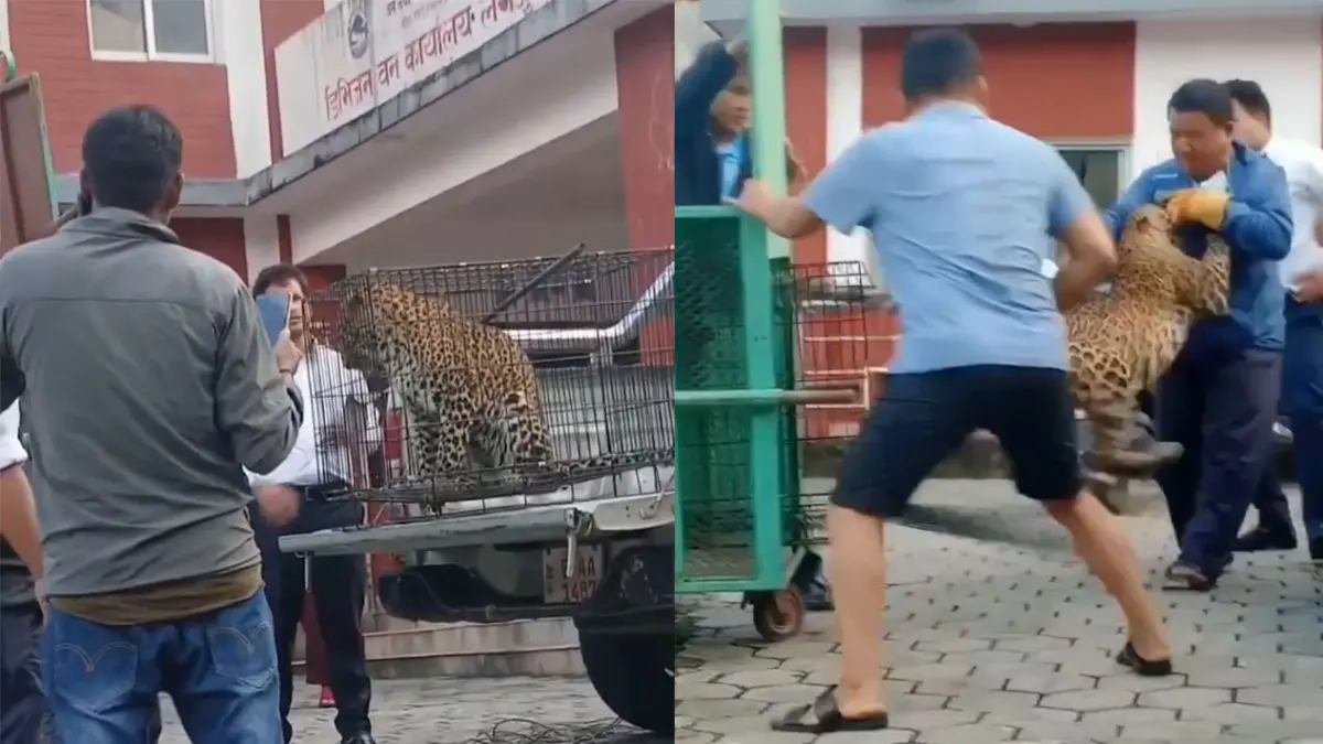 Macan tutul lepas dan langsung menyerang saat petugas berusaha memindahkan hewan tersebut.  Kejadian berlangsung di halaman Kantor Divisi Kehutanan Lamjung, Nepal. (IG/everydaynews_id)
