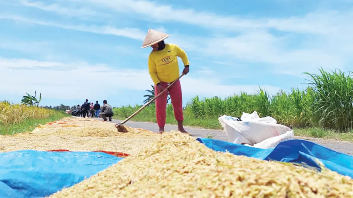 LAHAN PRODUKTIF: Beberapa petani di Kalurahan Ngestiharjo, Wates, Kulon Progo, memanen padi. Ngestiharjo termasuk daerah penghasil beras. Atas hasil itu, Kementerian Pertanian memberikan bantuan vertical dryer berkapasitas 10 ton. (Anom Bagaskoro/Radar Jogja)