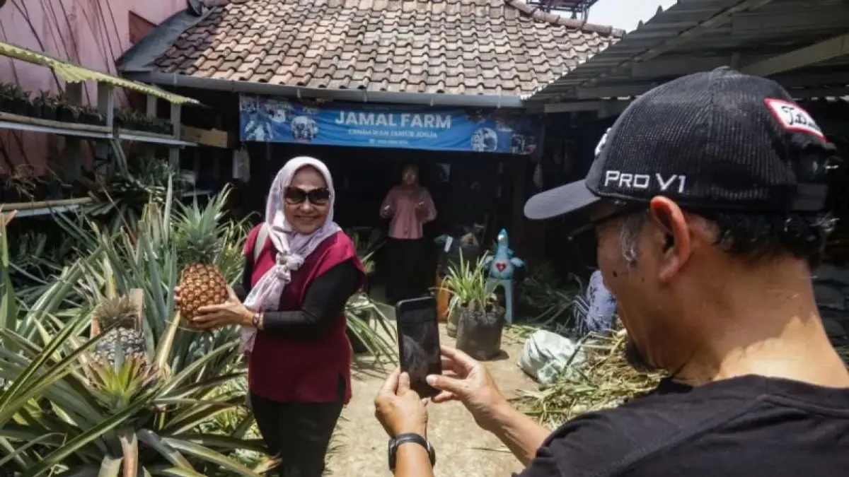Jamal Farm dikembangkan sebagai eduwisata yang memadukan budidaya nanas jumbo dengan edukasi pertanian dan pemberdayaan masyarakat (Dok. ANTARA)