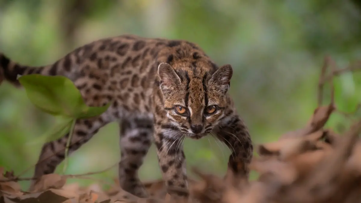Kucing Leopardus tilcayo, spesies yang baru ditemukan setelah 100 tahun. (Sumber: Fernando Faciole/National Geographic)