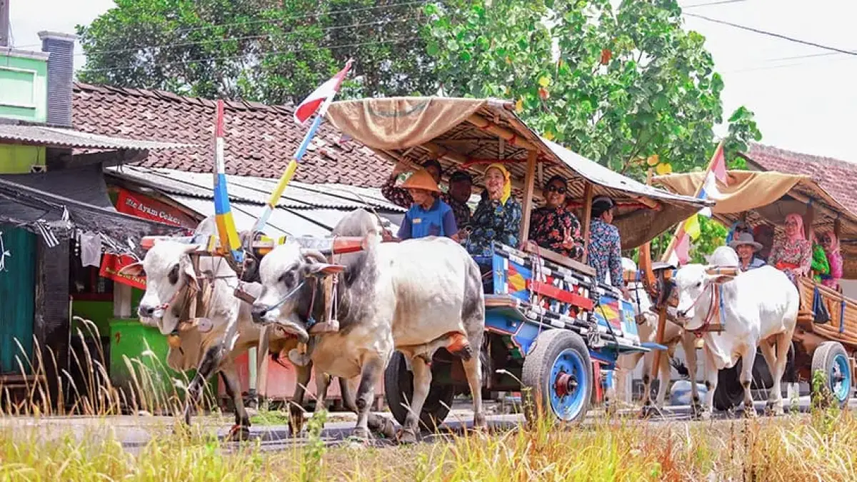 Wisatawan menikmati suasana pedesaan di Sleman dengan gerobak sapi yang dikendalikan oleh "bajingan", sebutan tradisional bagi pengemudi gerobak sapi yang menjaga kelestarian tradisi Jawa.
