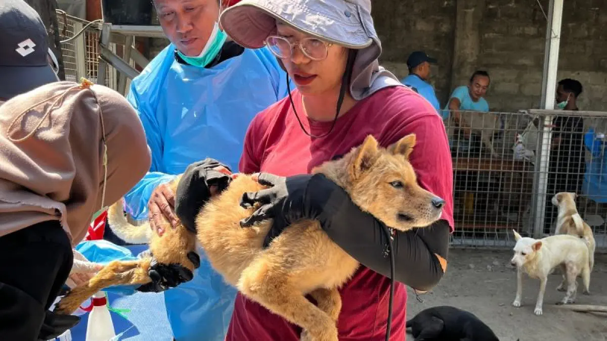 ANTISIPASI: Dinas Pertanian, Pangan, dan Perikanan (DP3) Kabupaten Sleman melakukan proses vaksinasi rabies pada anjing. (Dokumentasi DP3 Sleman)