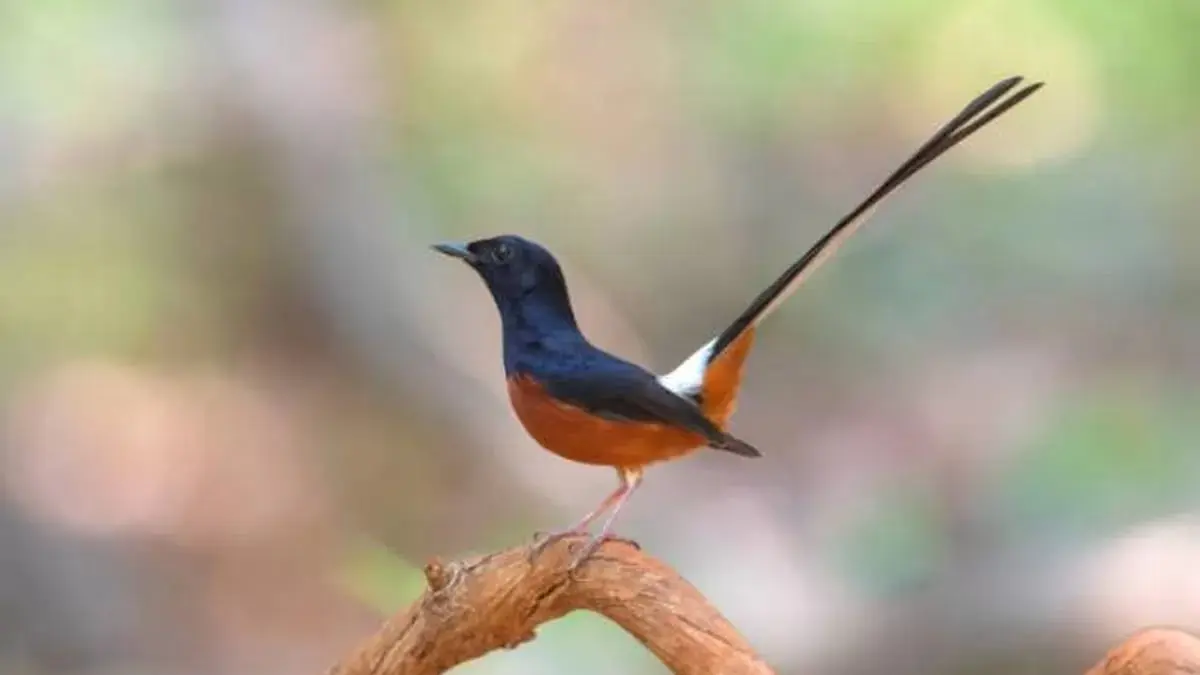 Burung murai batu Medan yang punya fakta unik, Kucica Hutan kecil tapi tahan lama (Istockphoto/ @BirdHunter591)