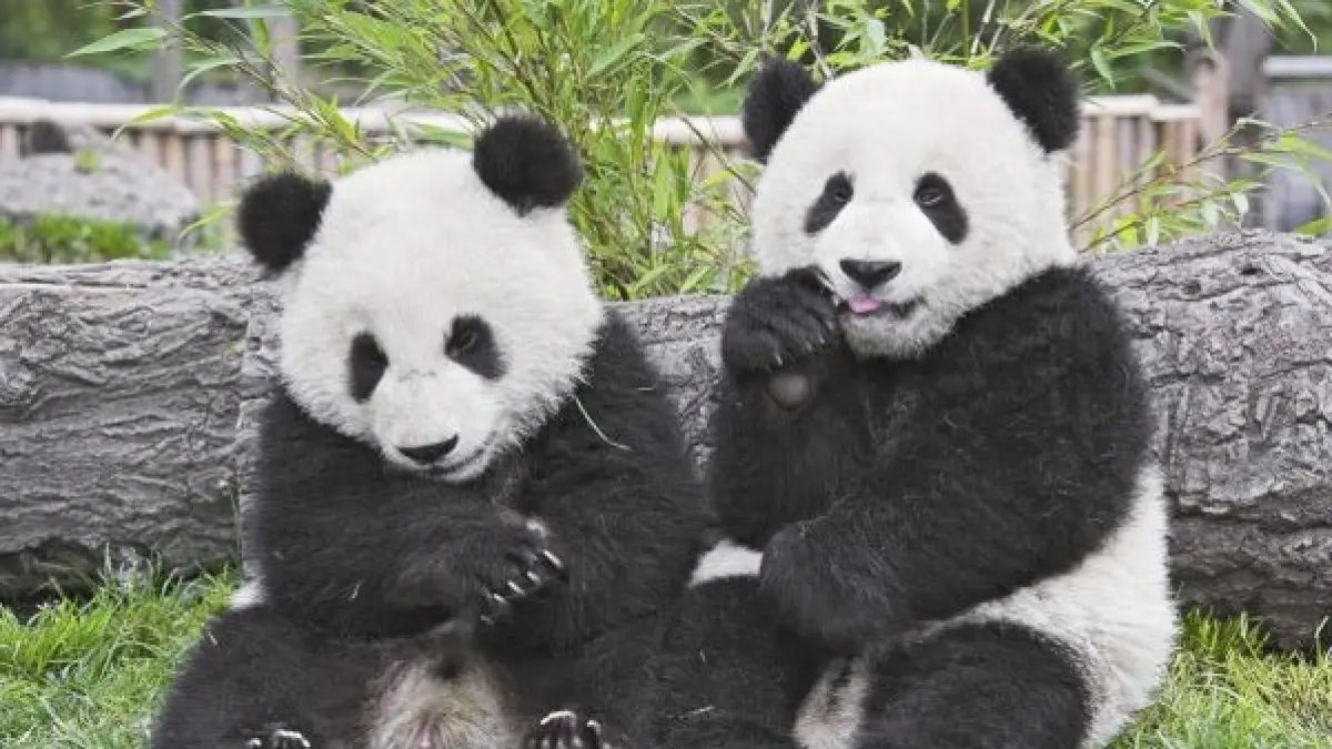 Ilustrasi dua panda raksasa yang akan dipinjamkan China ke Zoo Atlanta, Amerika Serikat.( Pinterest)