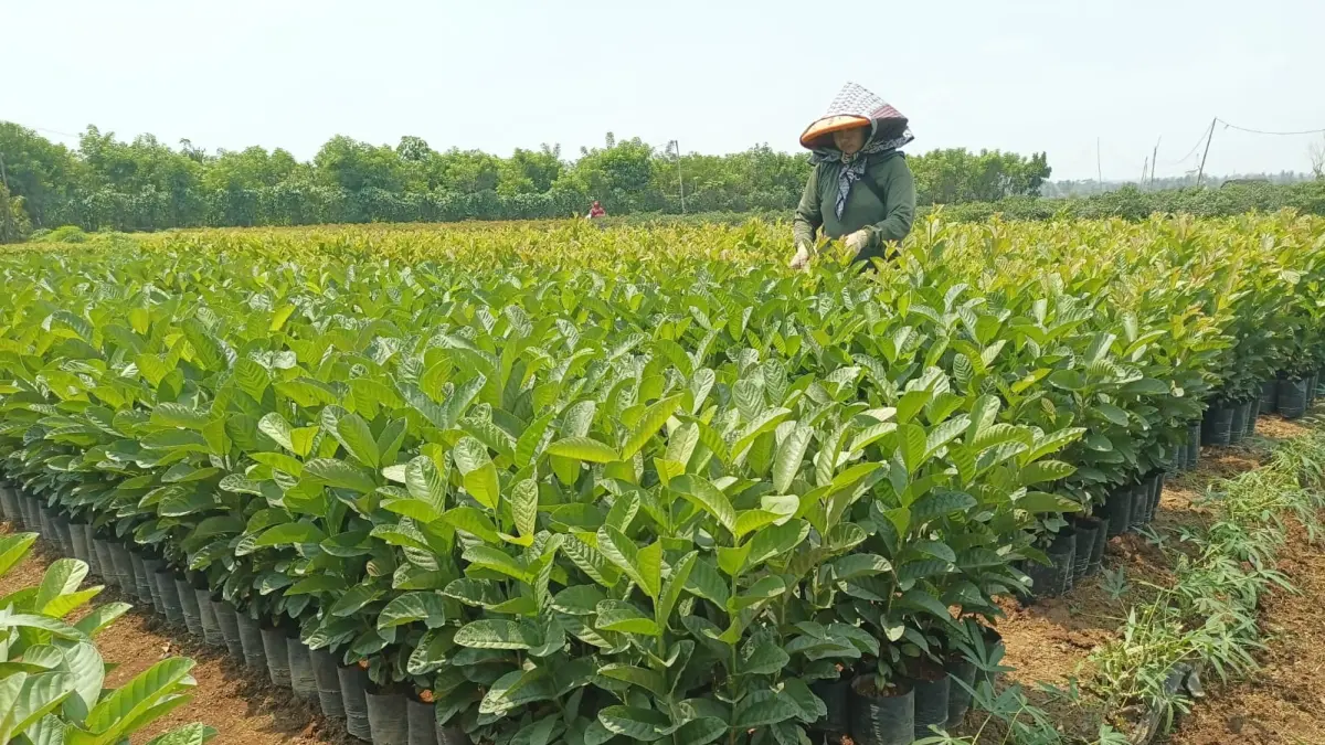 Petani dari Desa Bedono Pageron, Kecamatan Kemiri, Purworejo sibuk merawat bibit pohon jambu kristal sebelum dijual ke pasaran. (M Hafied/Radar Jogja)