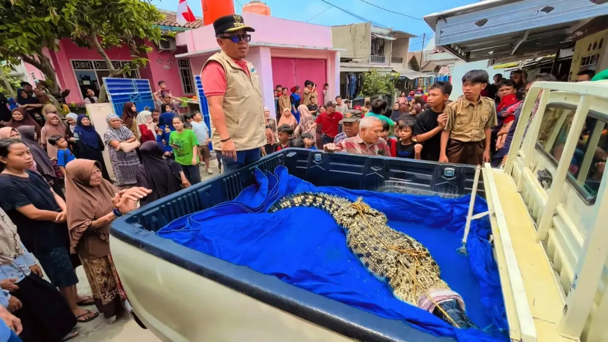 Tangkapan layar video proses evakuasi buaya Coki yang berlangsung dramatis di kawasan Pidada, Bandar Lampung. (TikTok @tatar.id)